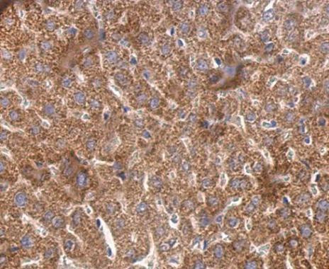 Cyclophilin 40 Antibody in Immunohistochemistry (Paraffin) (IHC (P))