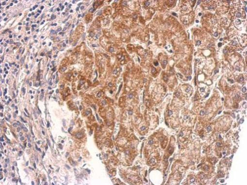 Cyclophilin 40 Antibody in Immunohistochemistry (Paraffin) (IHC (P))