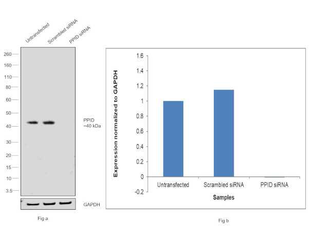 Cyclophilin 40 Antibody