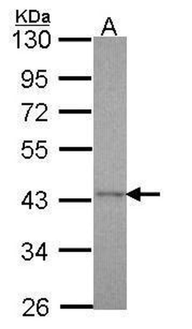 Cyclophilin 40 Antibody in Western Blot (WB)