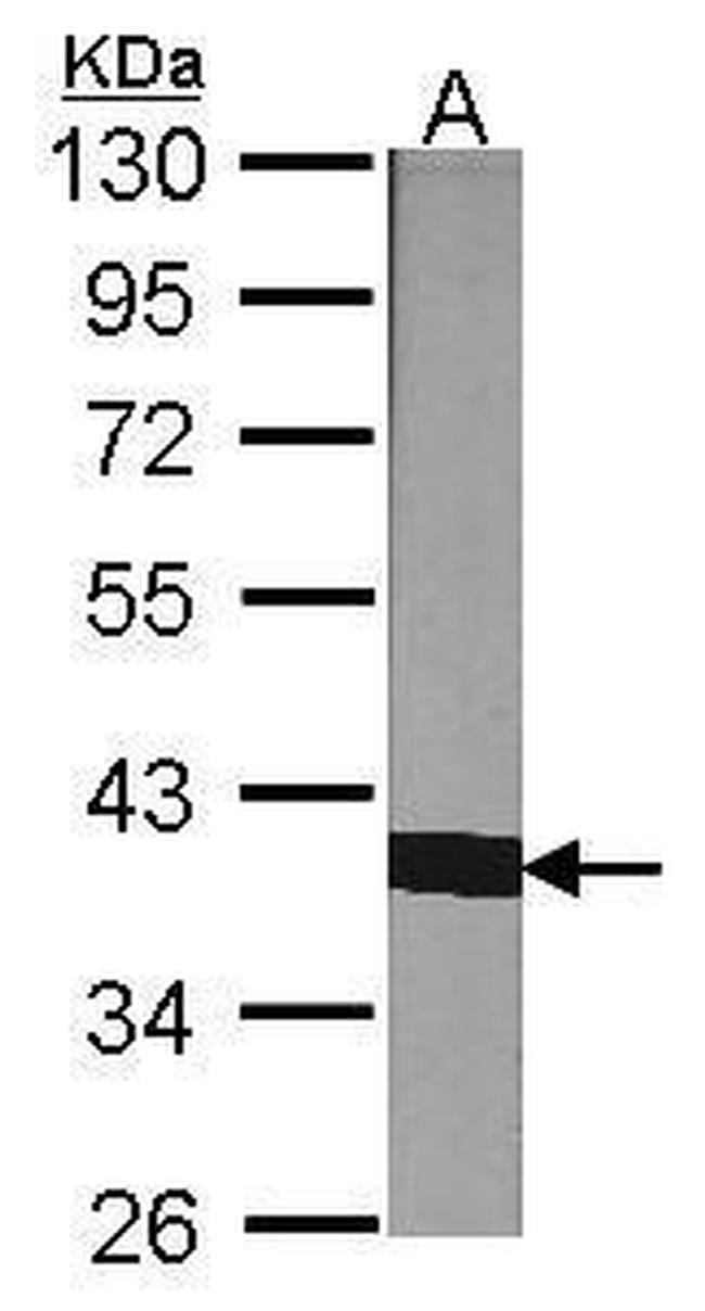 Cyclophilin 40 Antibody in Western Blot (WB)