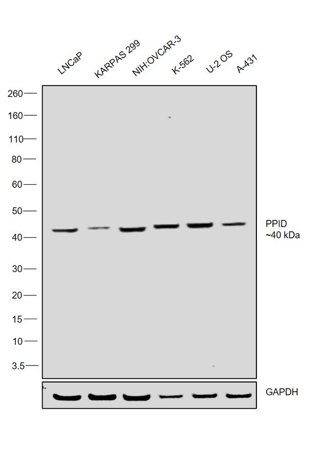 Cyclophilin 40 Antibody in Western Blot (WB)