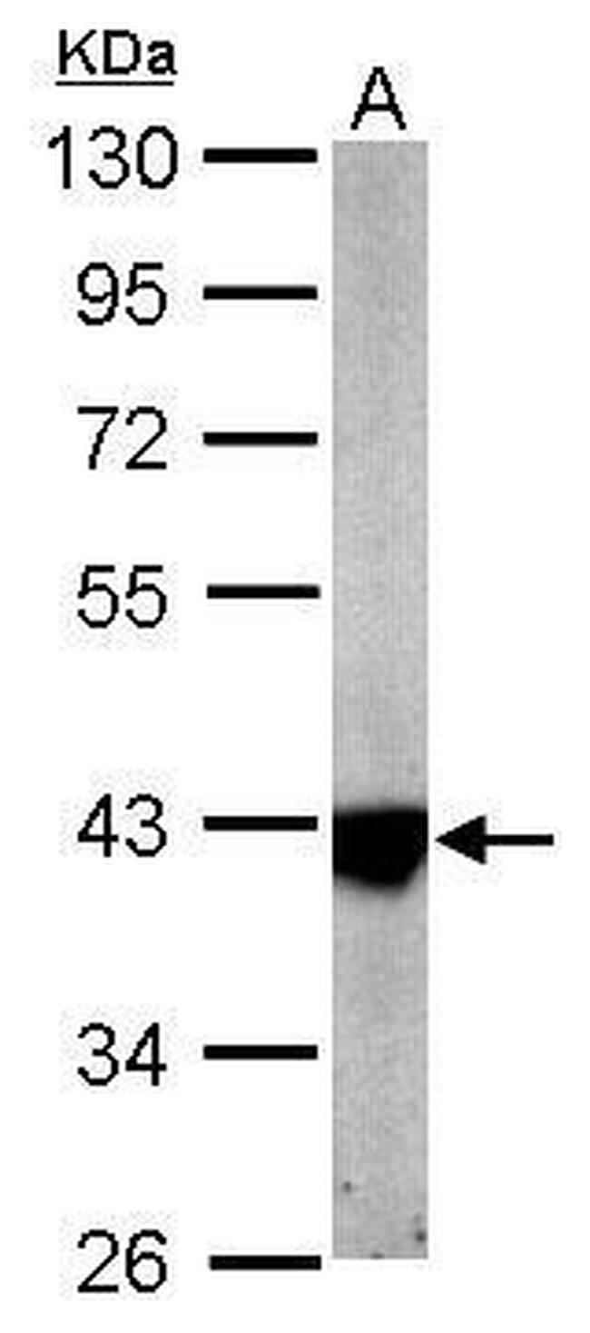 IDH3A Antibody in Western Blot (WB)