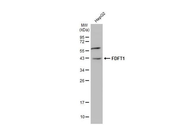 FDFT1 Antibody in Western Blot (WB)