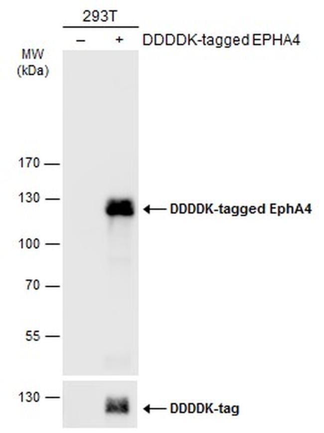 EphA4 Antibody in Western Blot (WB)