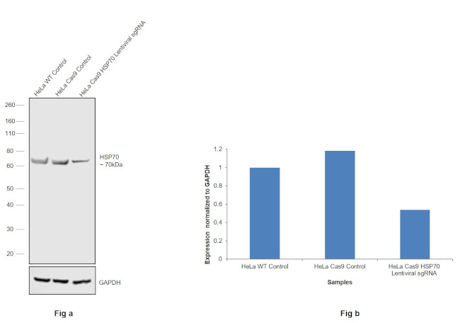 HSP70 Antibody