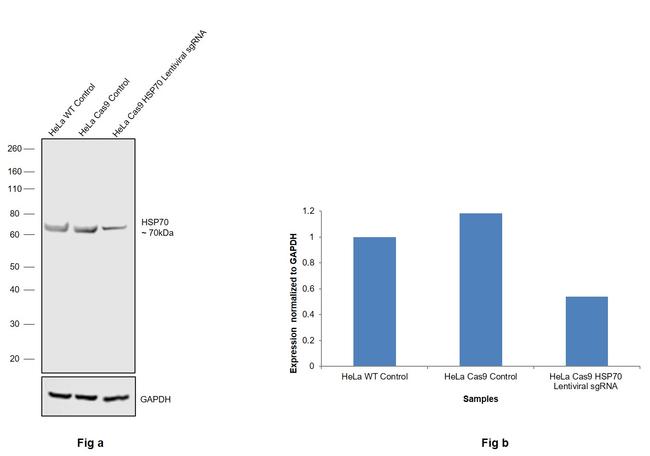 HSP70 Antibody in Western Blot (WB)