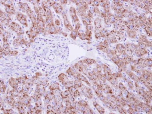 DUSP19 Antibody in Immunohistochemistry (Paraffin) (IHC (P))