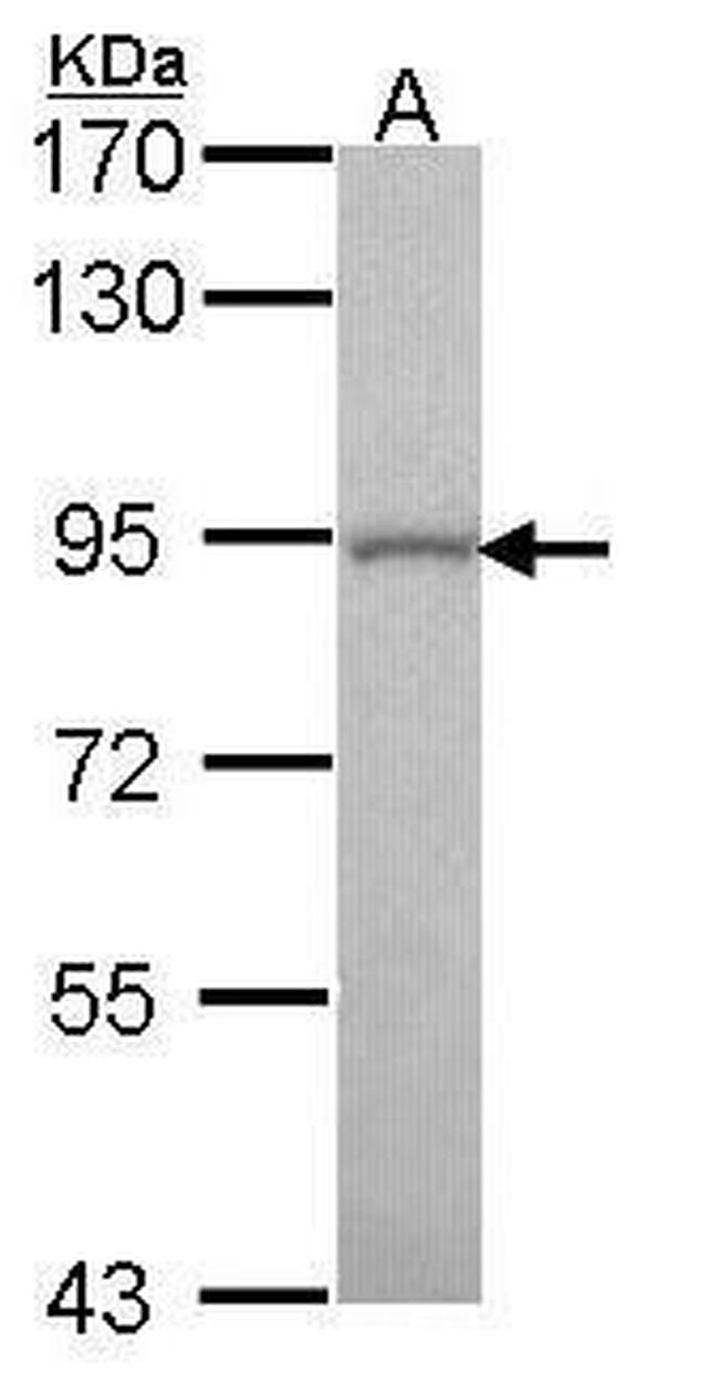 GOLGA5 Antibody in Western Blot (WB)