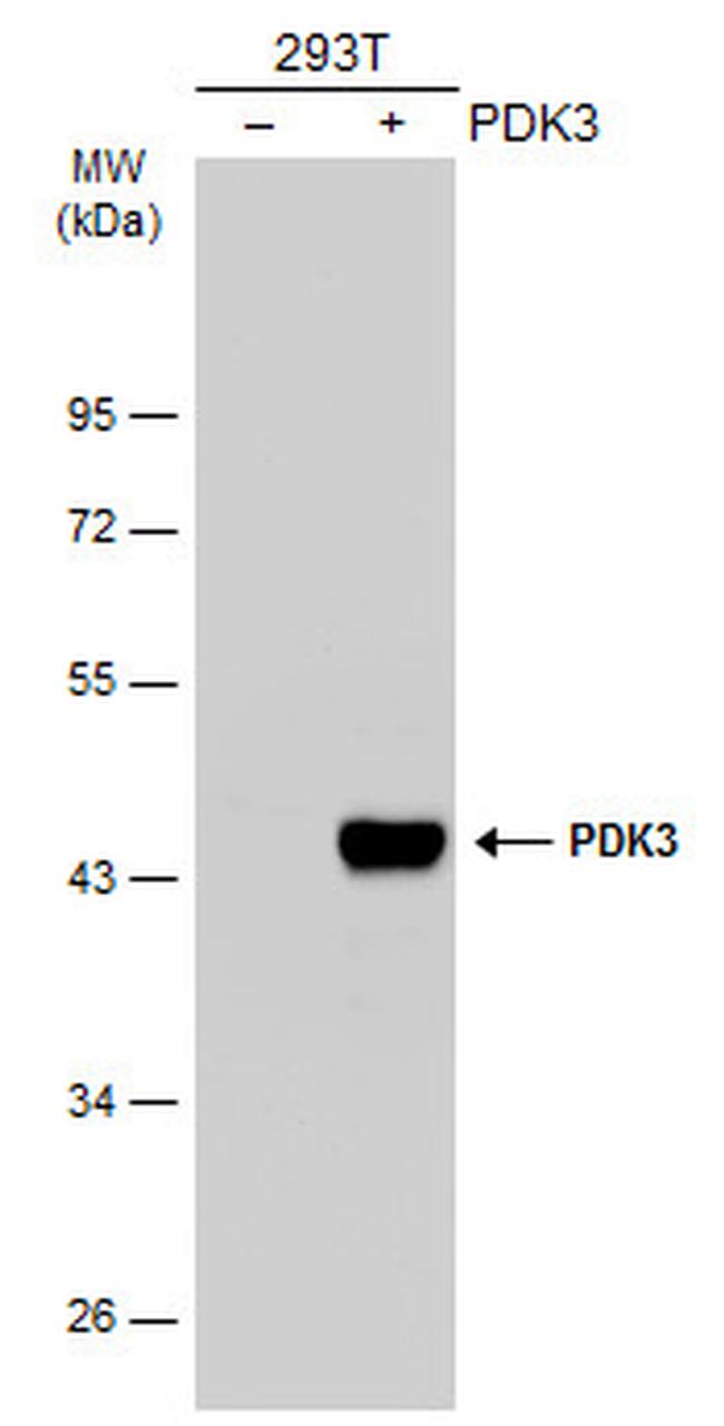 PDK3 Antibody in Western Blot (WB)