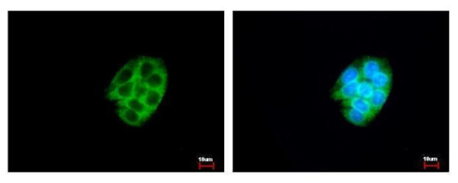 CES2 Antibody in Immunocytochemistry (ICC/IF)