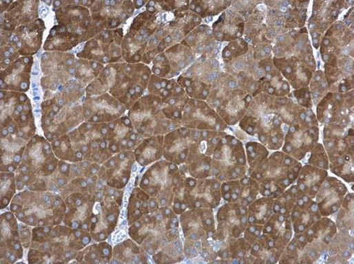 PSMA1 Antibody in Immunohistochemistry (Paraffin) (IHC (P))