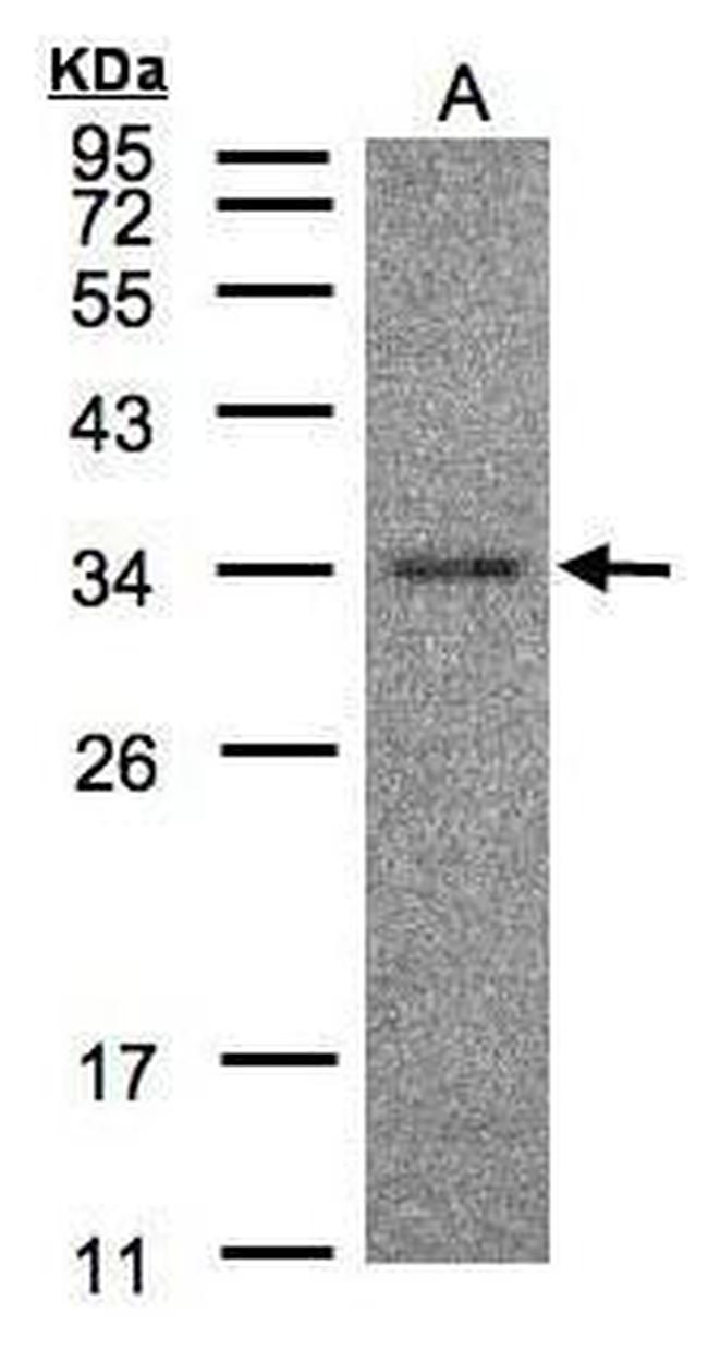 HAAO Antibody in Western Blot (WB)