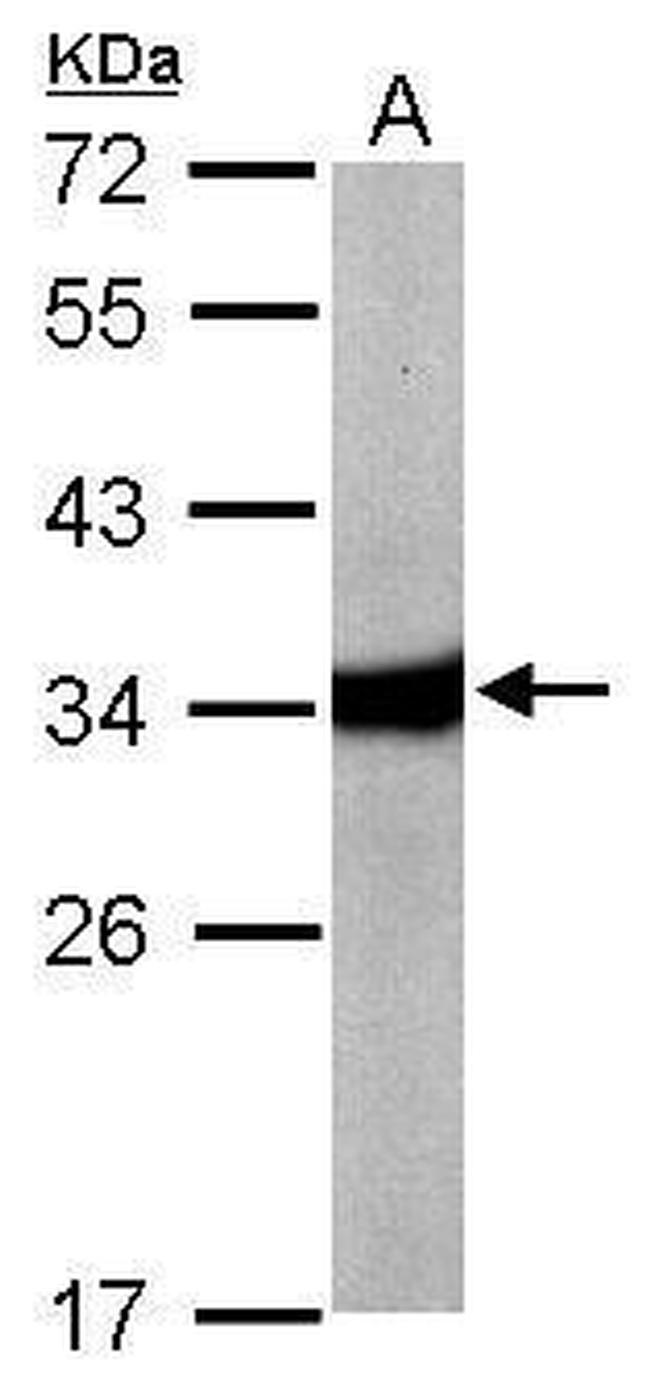 HAAO Antibody in Western Blot (WB)