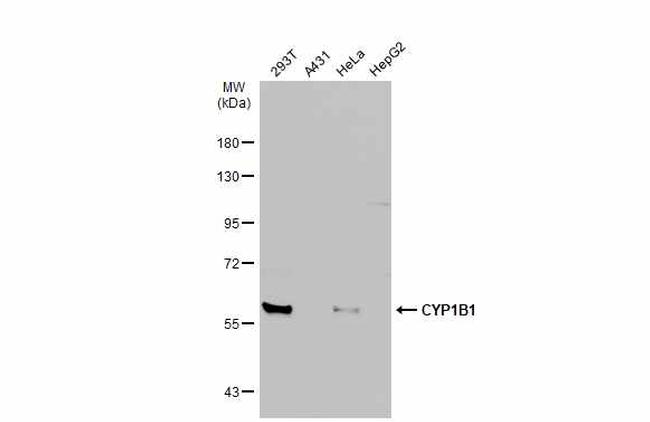 CYP1B1 Antibody in Western Blot (WB)