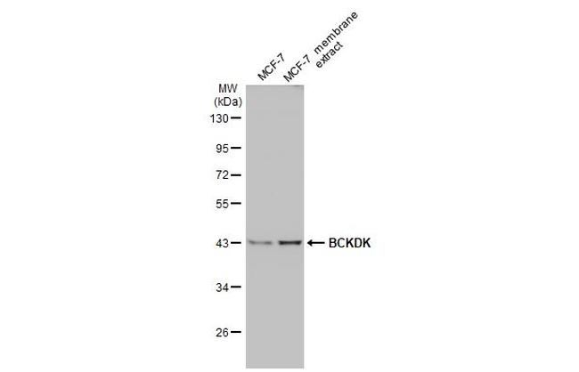 BCKDK Antibody in Western Blot (WB)