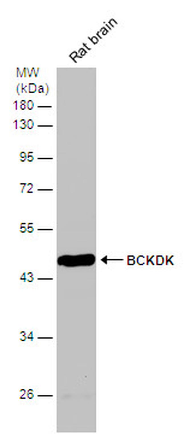 BCKDK Antibody in Western Blot (WB)