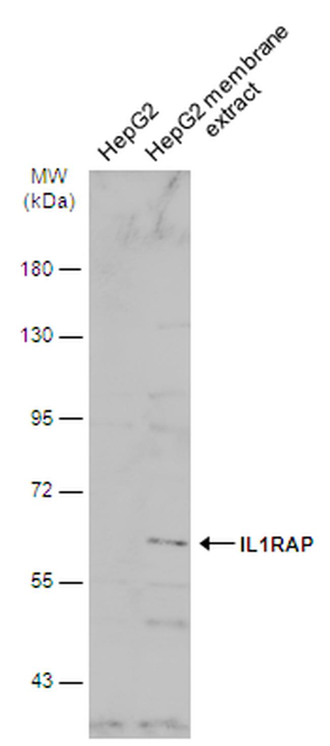 IL-1RAcP Antibody in Western Blot (WB)