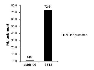 ETS2 Antibody in ChIP Assay (ChIP)