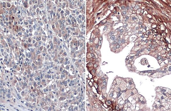 Glypican 1 Antibody in Immunohistochemistry (Paraffin) (IHC (P))