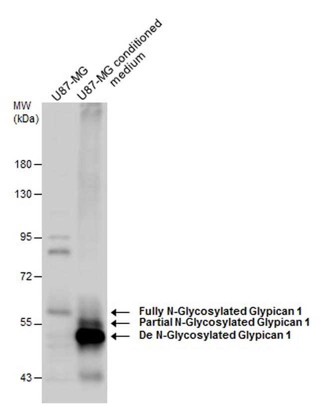 Glypican 1 Antibody in Western Blot (WB)