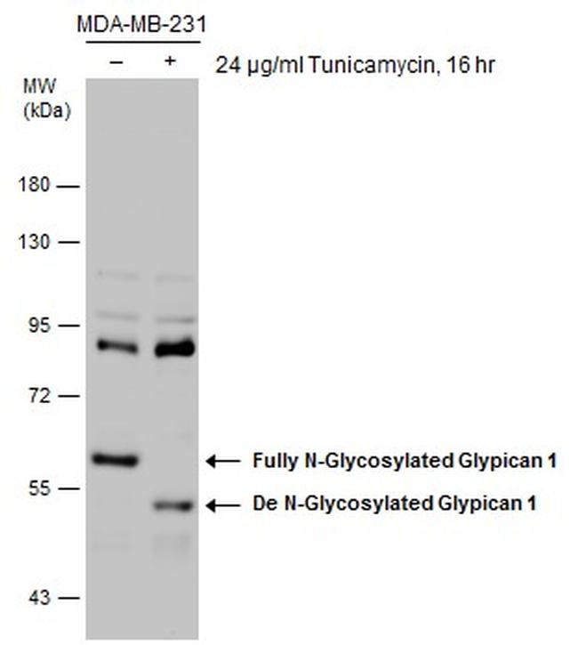 Glypican 1 Antibody in Western Blot (WB)