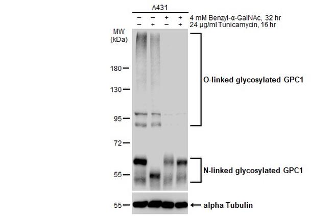 Glypican 1 Antibody in Western Blot (WB)