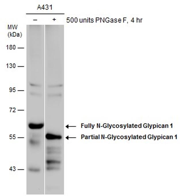 Glypican 1 Antibody in Western Blot (WB)