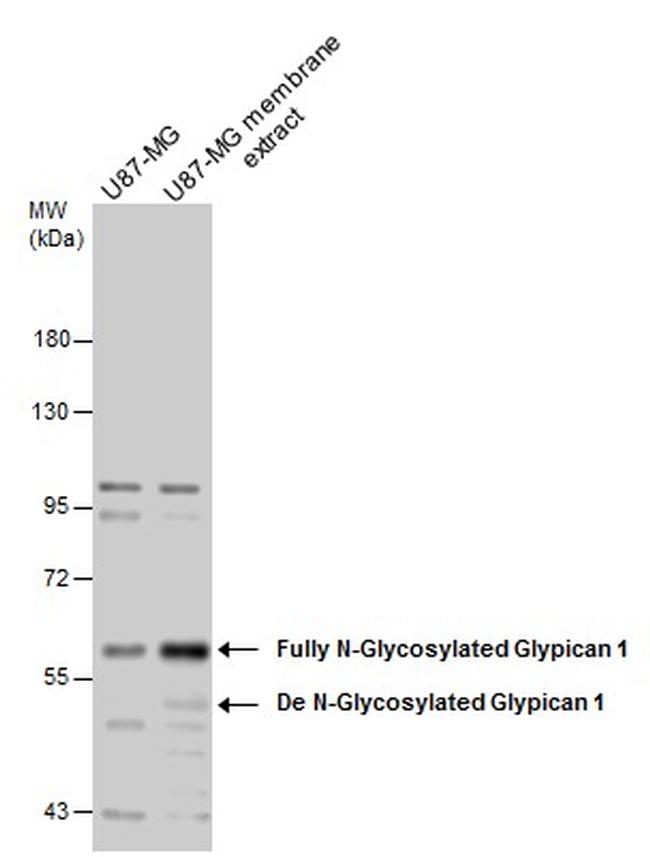 Glypican 1 Antibody in Western Blot (WB)