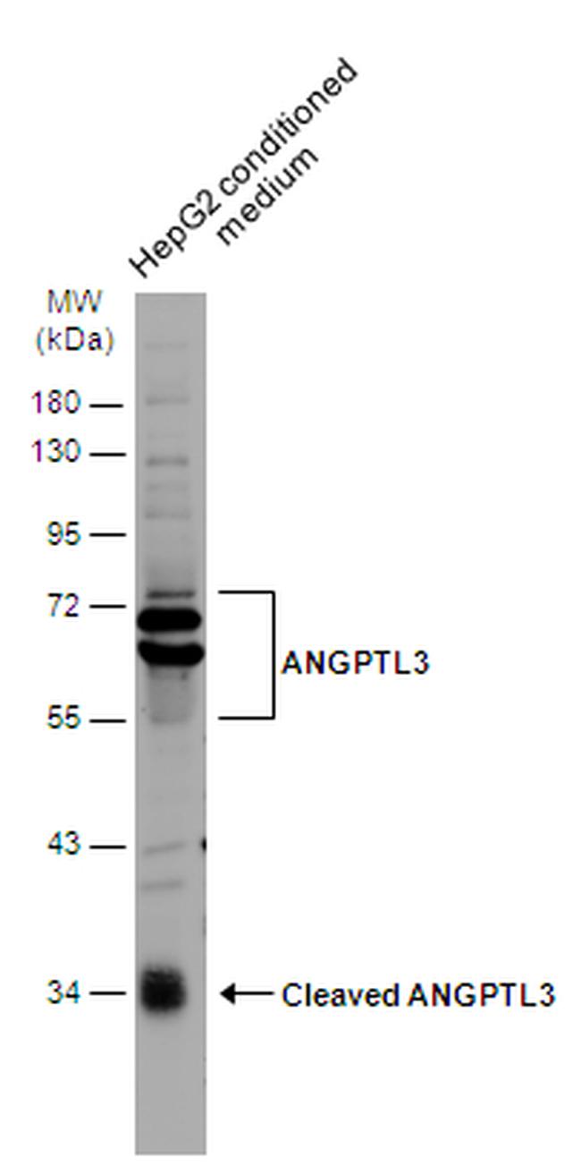 ANGPTL3 Antibody in Western Blot (WB)