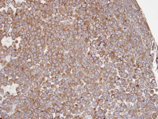 COX1 Antibody in Immunohistochemistry (Paraffin) (IHC (P))