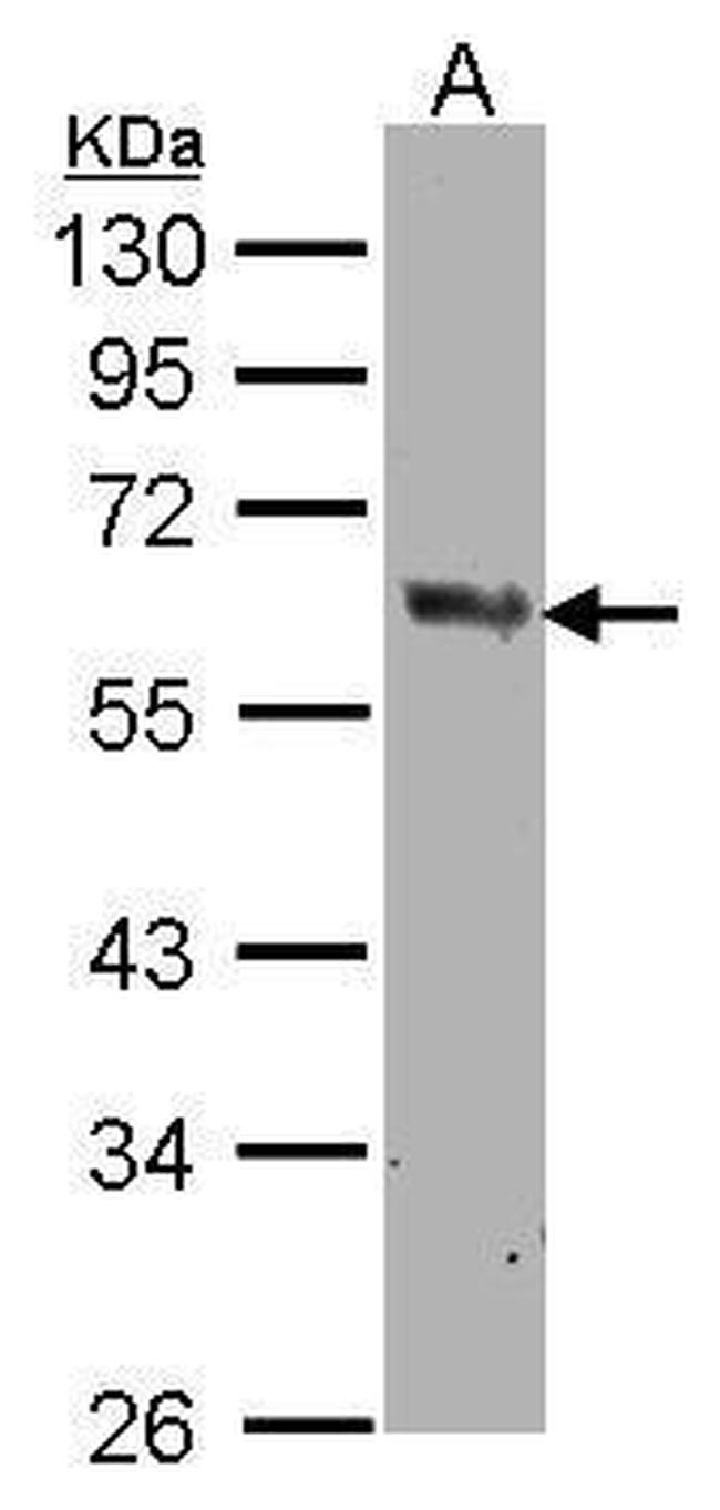 COX1 Antibody in Western Blot (WB)