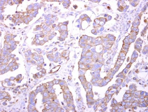 Bif1 Antibody in Immunohistochemistry (Paraffin) (IHC (P))