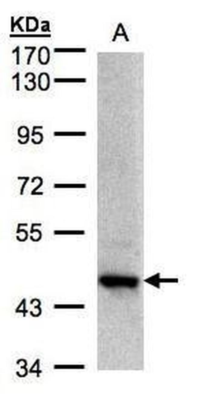 Bif1 Antibody in Western Blot (WB)