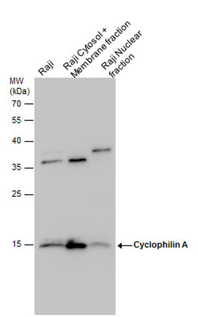 Cyclophilin A Antibody in Western Blot (WB)