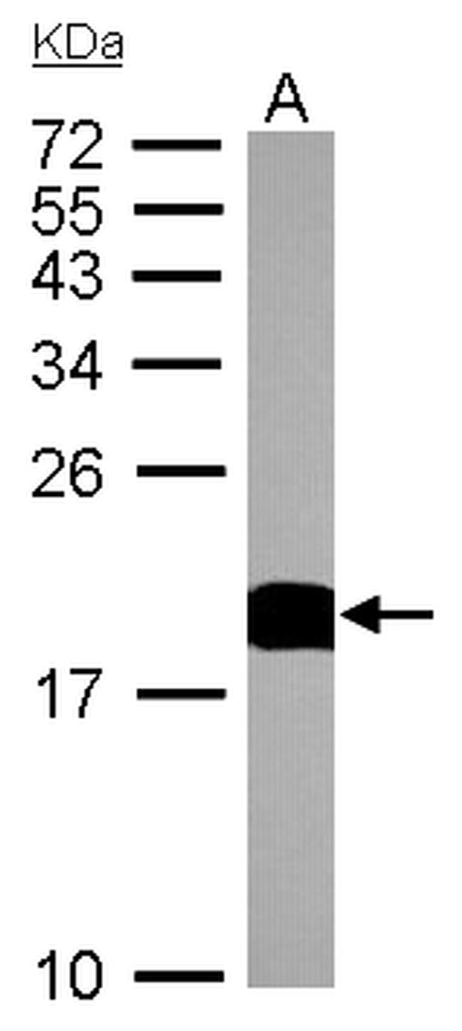 Cyclophilin A Antibody in Western Blot (WB)