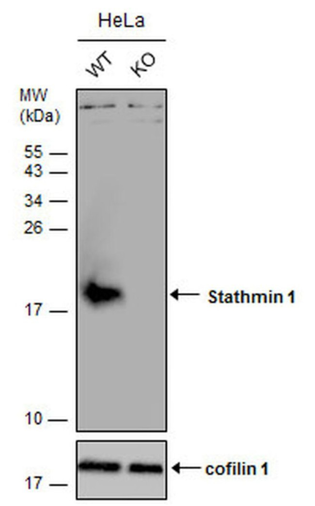 Stathmin 1 Antibody