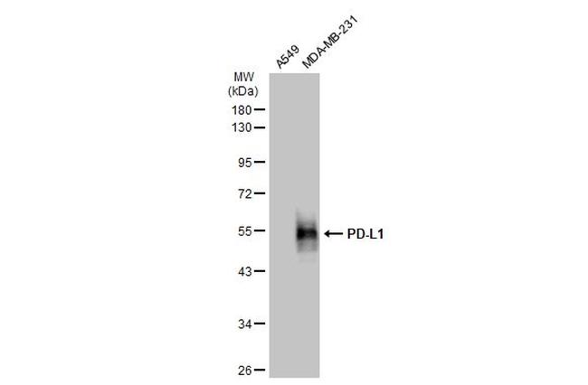 PD-L1 Antibody in Western Blot (WB)