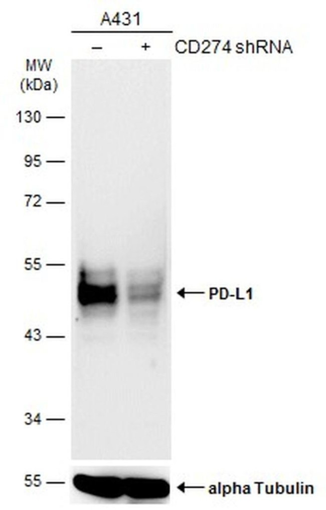 PD-L1 Antibody