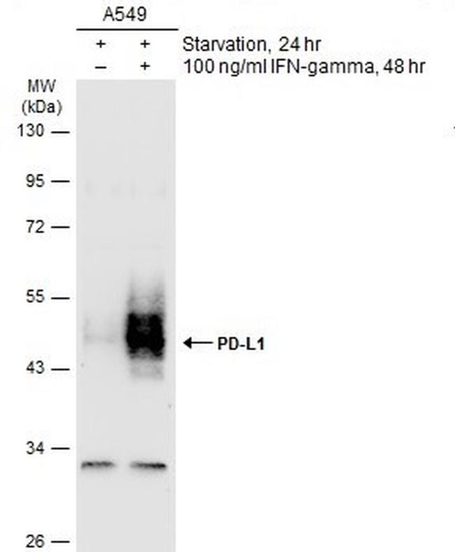 PD-L1 Antibody in Western Blot (WB)