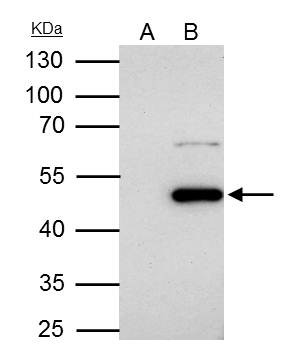 Flotillin 1 Antibody in Immunoprecipitation (IP)