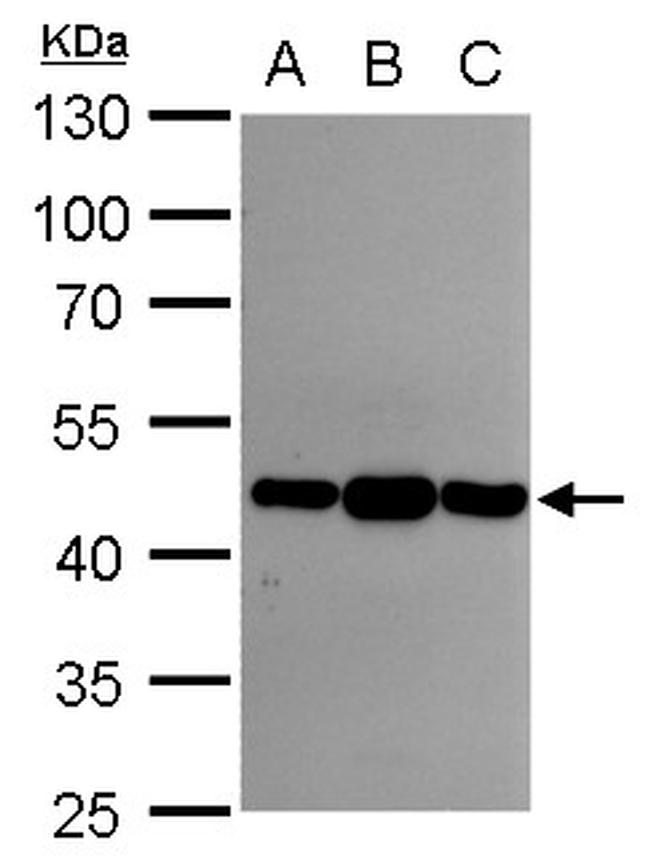 Asporin Antibody in Western Blot (WB)