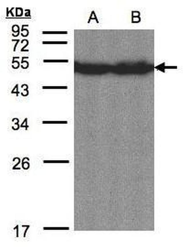 CREB3L1 Antibody in Western Blot (WB)