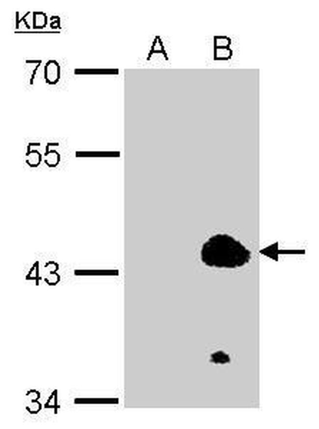 EKLF Antibody in Western Blot (WB)