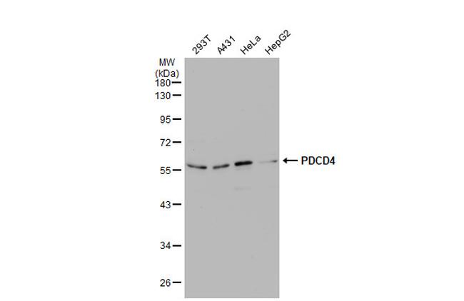 PDCD4 Antibody in Western Blot (WB)