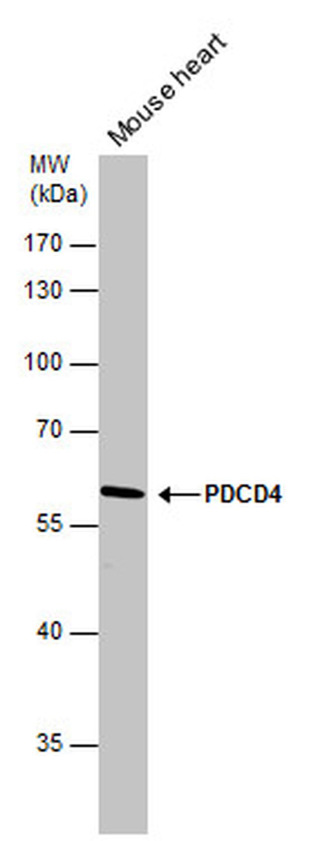 PDCD4 Antibody in Western Blot (WB)