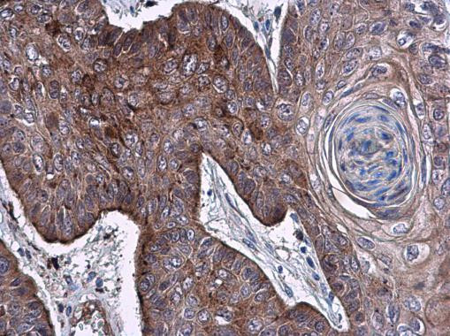 ELA3A Antibody in Immunohistochemistry (Paraffin) (IHC (P))