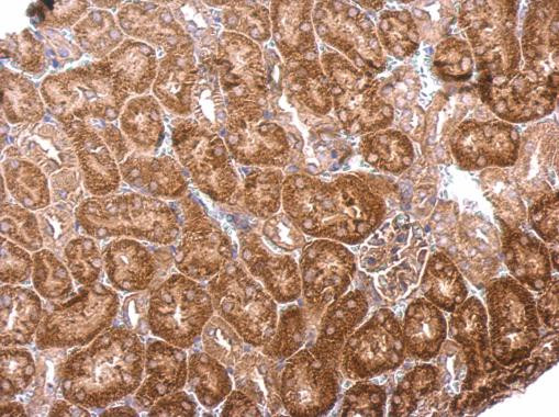 BPNT1 Antibody in Immunohistochemistry (Paraffin) (IHC (P))