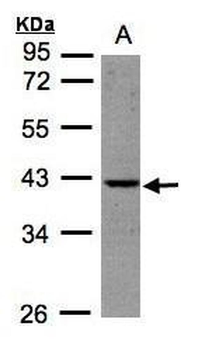 BPNT1 Antibody in Western Blot (WB)