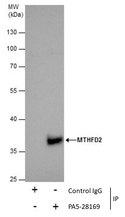 MTHFD2 Antibody in Immunoprecipitation (IP)